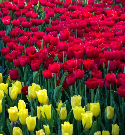 Colorful tulip flower fields blooming in the gardenの写真素材