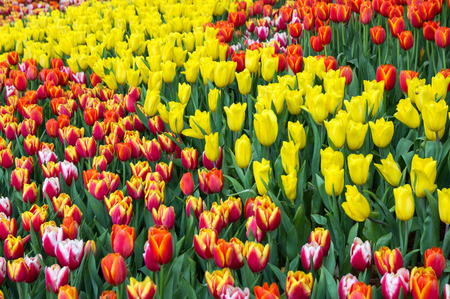 Colorful tulip flower fields blooming in the gardenの写真素材