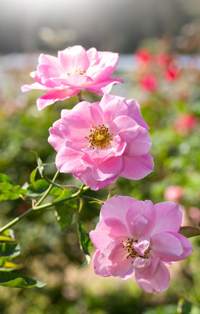 white rose flower in the gardenの写真素材