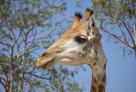 Giraffe head in the national zoo, Thailandの写真素材