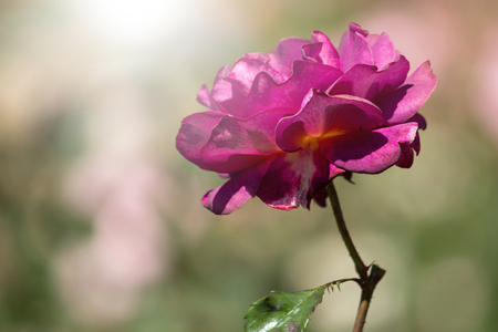 purple rose flower with sunlight in the gardenの写真素材