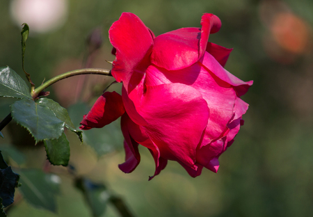 red rose flower in the gardenの写真素材