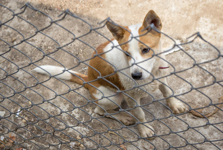 Dog behind the iron fenceの写真素材