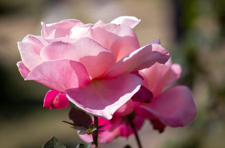 pink rose flower in the gardenの写真素材
