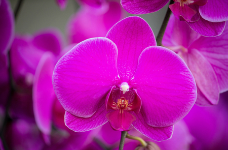 Purple phalaenopsis orchid flowerの写真素材