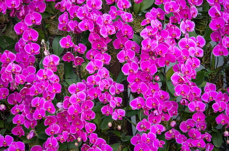 Natural purple phalaenopsis orchid backgroundの写真素材