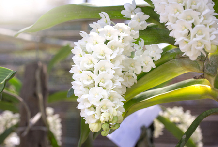 White rhynchostylis gigantea orchid flowerの写真素材