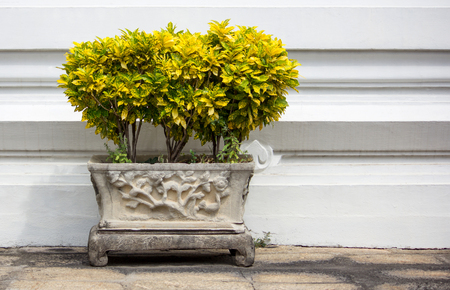 croton plant in potの写真素材