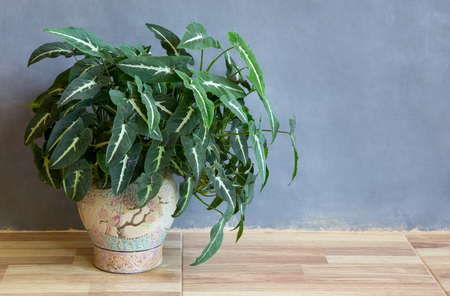 Garden potted plant on the floor in a roomの写真素材