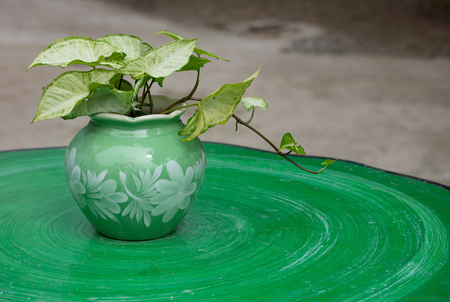 Garden potted plant on table outdoorの写真素材