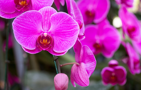 Purple phalaenopsis orchid flowerの写真素材