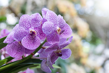 Purple orchid flowerの写真素材