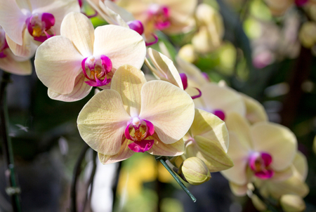Yellow phalaenopsis orchid flowerの写真素材
