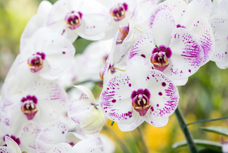 Phalaenopsis orchid flowerの写真素材