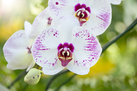Phalaenopsis orchid flowerの写真素材