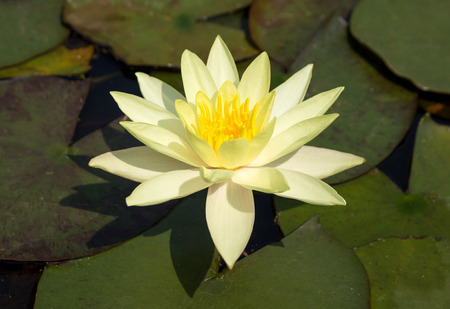 Yellow lotus flower in pondの写真素材