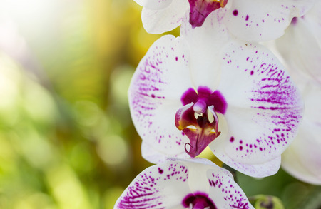 Phalaenopsis orchid flowerの写真素材