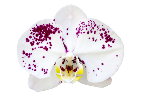 White phalaenopsis orchid flower isolated on white with clipping pathの写真素材