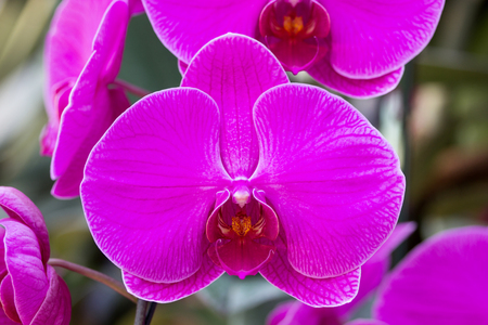 Purple phalaenopsis orchid flowerの写真素材