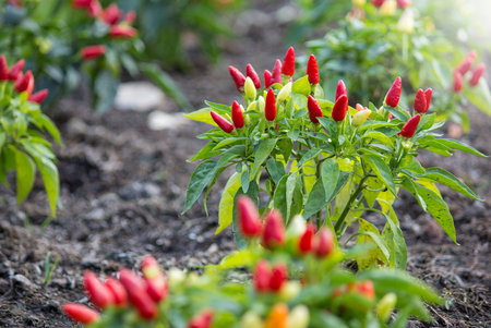 Chilli peppers in a vegetable gardenの写真素材