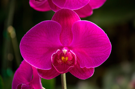 Pink phalaenopsis orchid flowerの写真素材