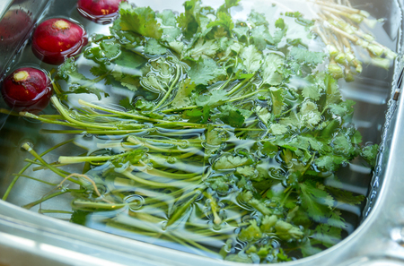 wash coriander and radish. soak fresh vegetables in water before cookingの写真素材