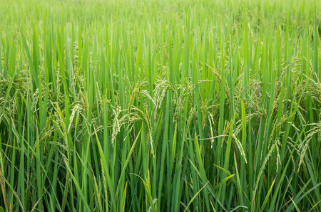 Rice field in the rural area of thailandの写真素材