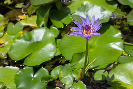 Purple lotus flower with bee absorb on pollenの写真素材