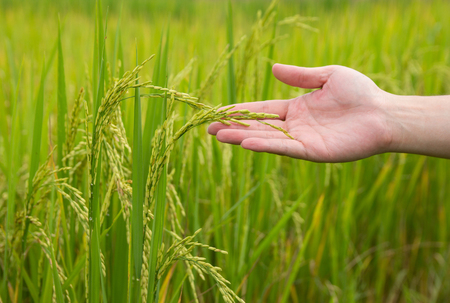 Farmer hand holding a young rice in the rural area field of thailandの写真素材