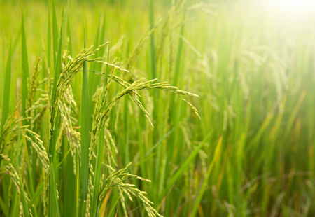 Rice field with sunlight in the ruralの写真素材