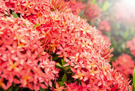 Red ixora flower in the gardenの写真素材
