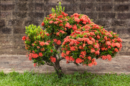 Red ixora flower in the gardenの写真素材