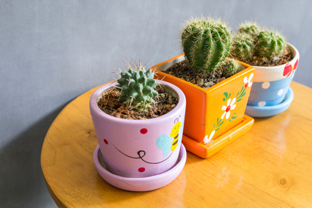 cactus plant in pots decoration on the table with concrete wallの写真素材