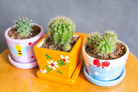 cactus plant in pots decoration on the table with concrete wallの写真素材