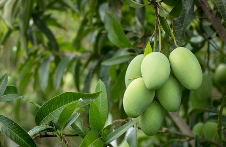 close up of mango fruit on the mango treeの写真素材