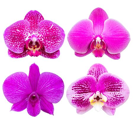 set of phalaenopsis orchid flower isolated on white with clipping pathの写真素材