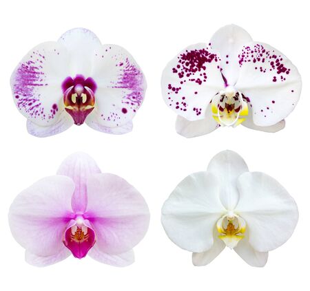 set of white phalaenopsis orchid flower isolated on white with clipping pathの写真素材