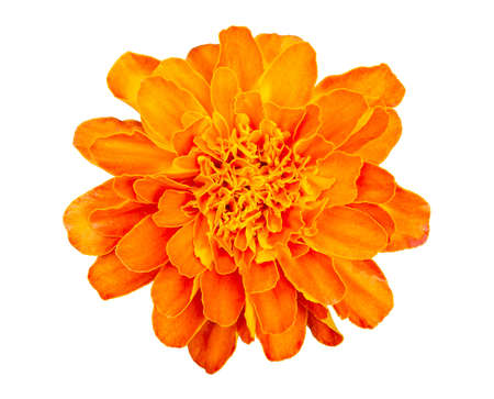 Orange Marigold flower (Tagetes erecta) isolated on white backgroundの写真素材