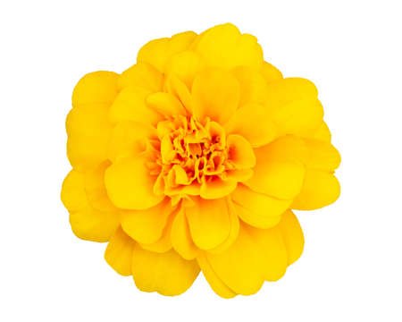 Yellow Marigold flower (Tagetes erecta) isolated on white backgroundの写真素材