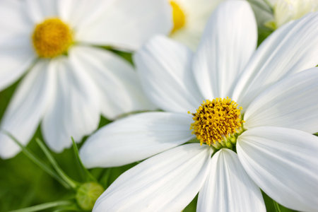 Close up white cosmos flowers in the gardenの写真素材