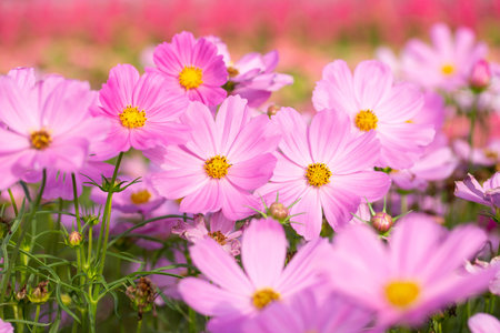 Pink cosmos flowers in the gardenの写真素材
