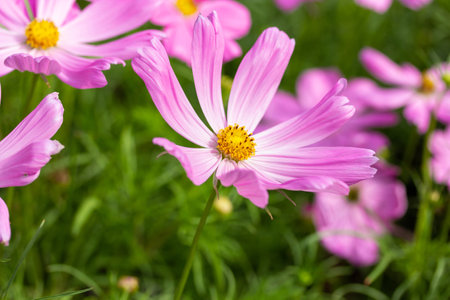 Pink cosmos flowers in the gardenの写真素材