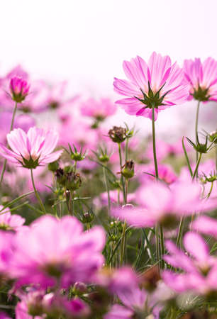 Pink cosmos flowers on white sky background in the gardenの写真素材