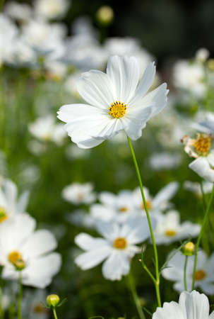 White cosmos flowers in the gardenの写真素材