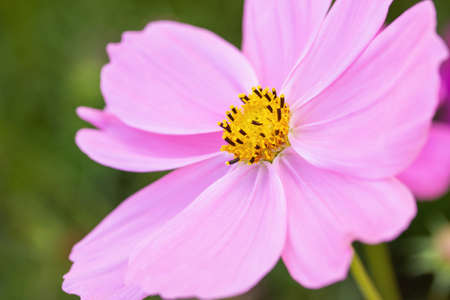 Close up pink cosmos flowers in the gardenの写真素材