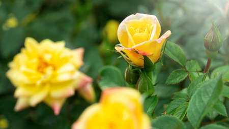 yellow rose flower in a gardenの写真素材