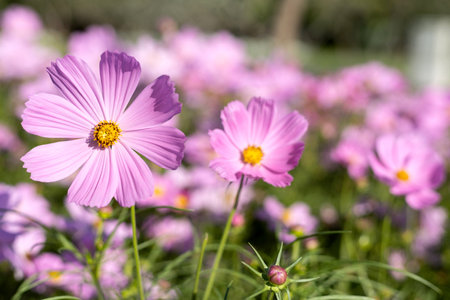 Pink cosmos flowers in the gardenの写真素材