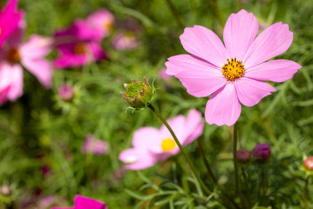 purple cosmos flowers with nature outdoorの写真素材
