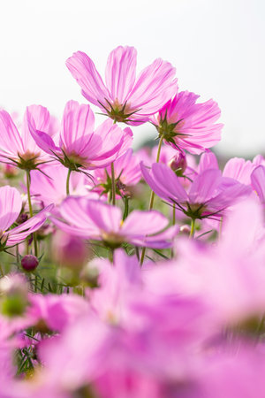 Pink cosmos flowers in the outdoor garden with white sky backgroundの写真素材