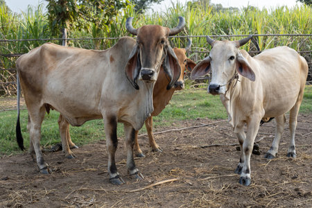 two cows in a farm at cowshed in the countryside on agriculture livestock farmの写真素材